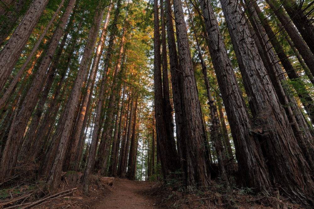Parc d'État Henry Cowell Redwoods